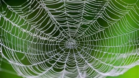 rüyada örümcek ağı görmek